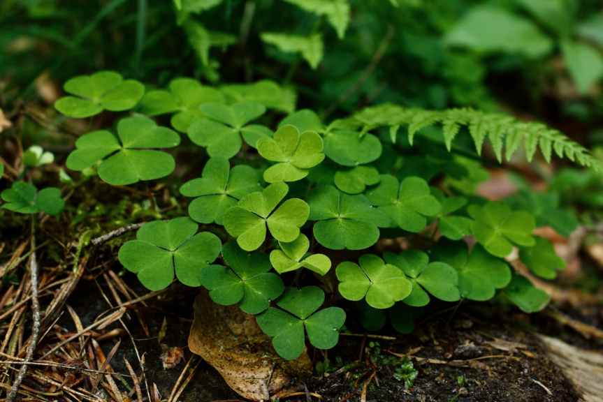 40 Irish Proverbs + the Respective Meanings | Leverage Ambition