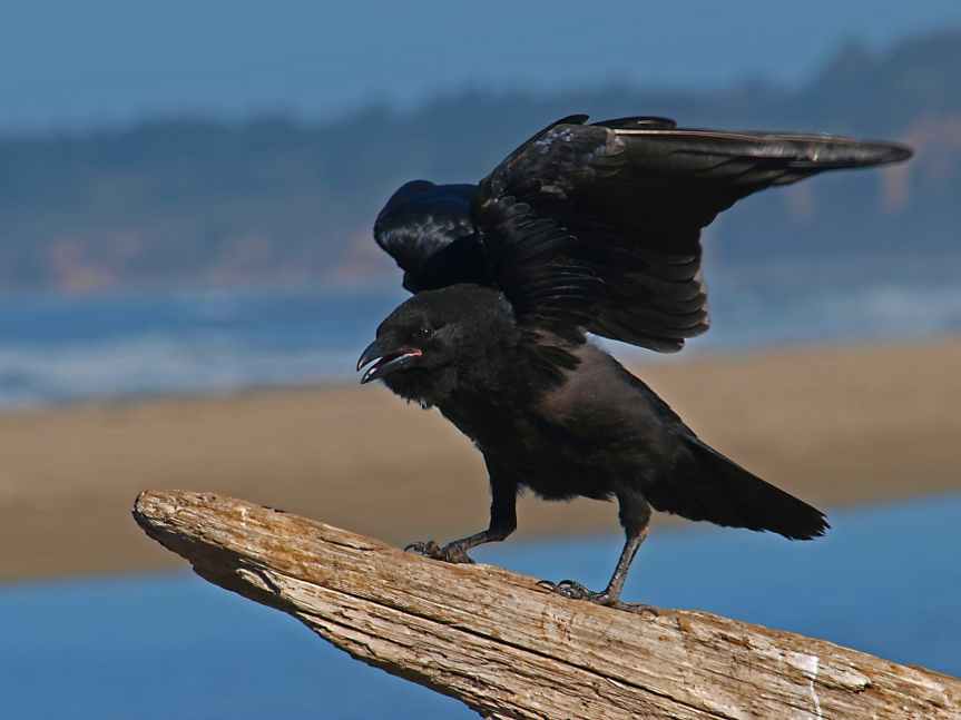 5 Crows That Bother Me | Leverage Ambition