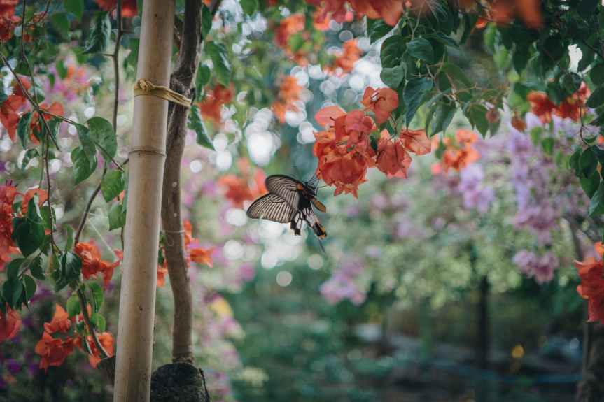 6 Things to Plant in Your Garden This March | Leverage Ambition