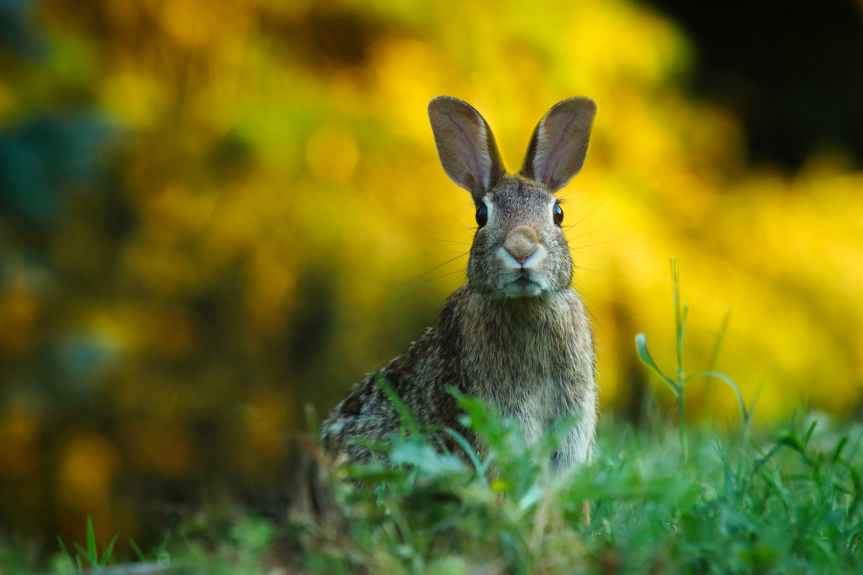 Easter Scavenger Hunt Checklist | Leverage Ambition