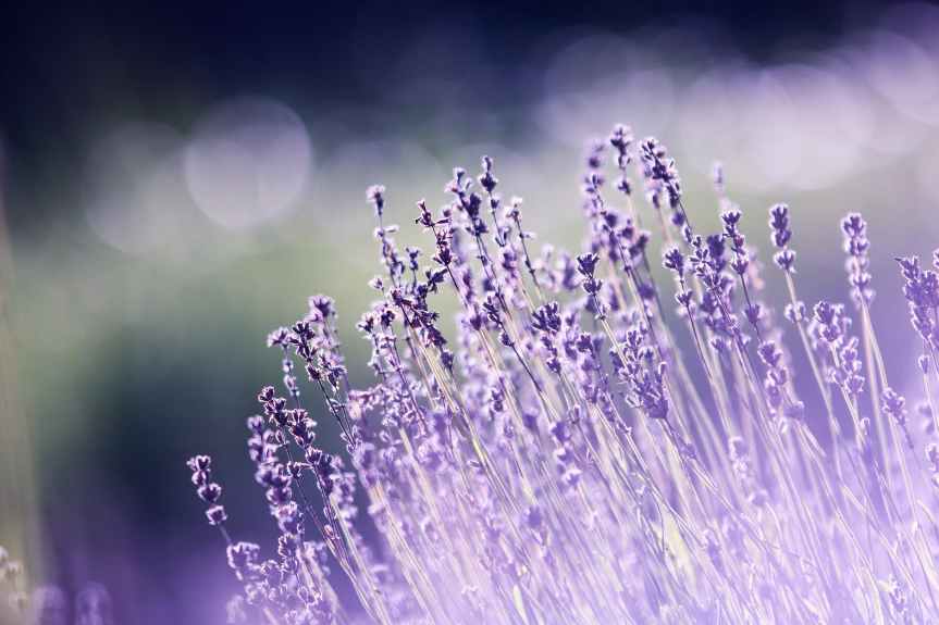 10 Ways to Use Lavender Oil | Leverage Ambition