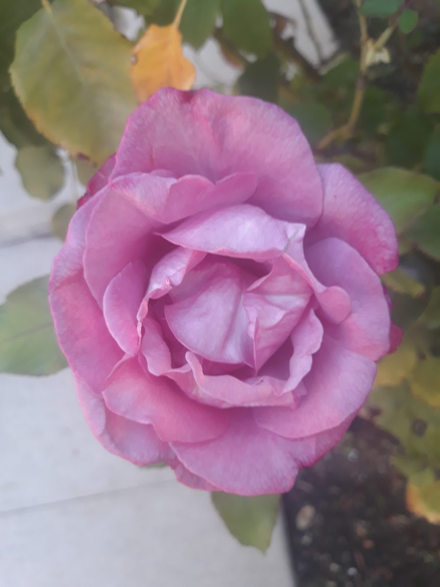 A Pink Rose in My Garden | Leverage Ambition