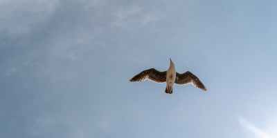 bird in flight in the blue sky