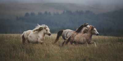 horses running through grass field