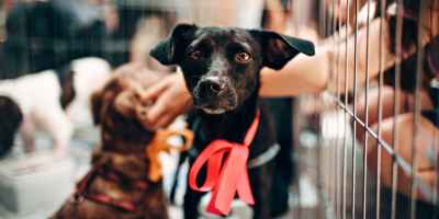photo of black puppy