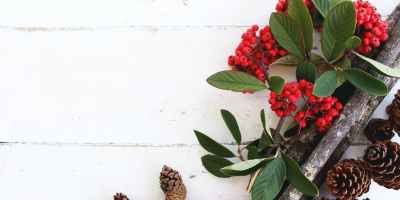brown pine cones