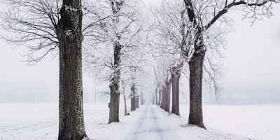 snowy pathway surrounded by bare tree