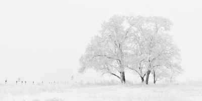white and black tree illustration