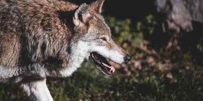 brown wolf on green grass
