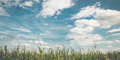 corn fields under white clouds with blue sky during daytime