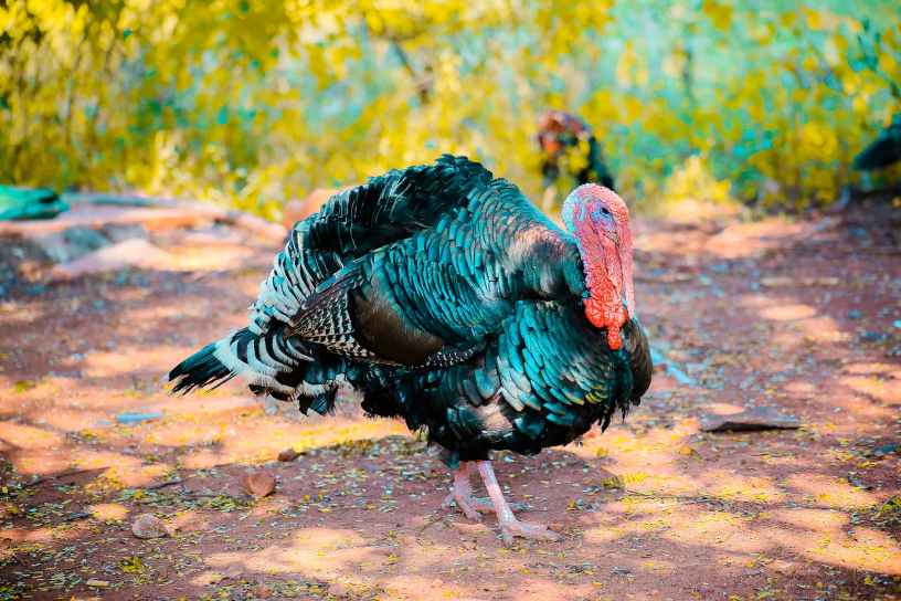 two black turkeys