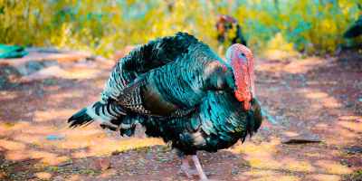 two black turkeys