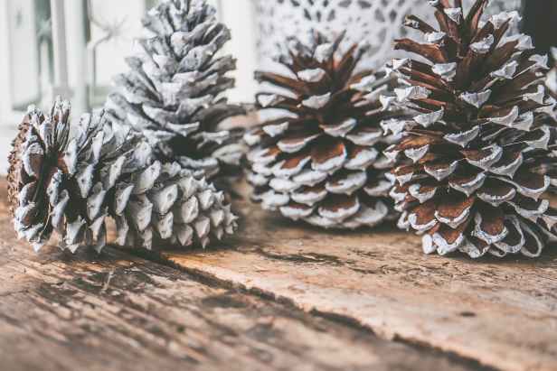 four pine cones on top of brown wooden surface