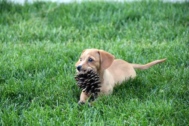 brown dog sitting on green grass field while biting a pinecone